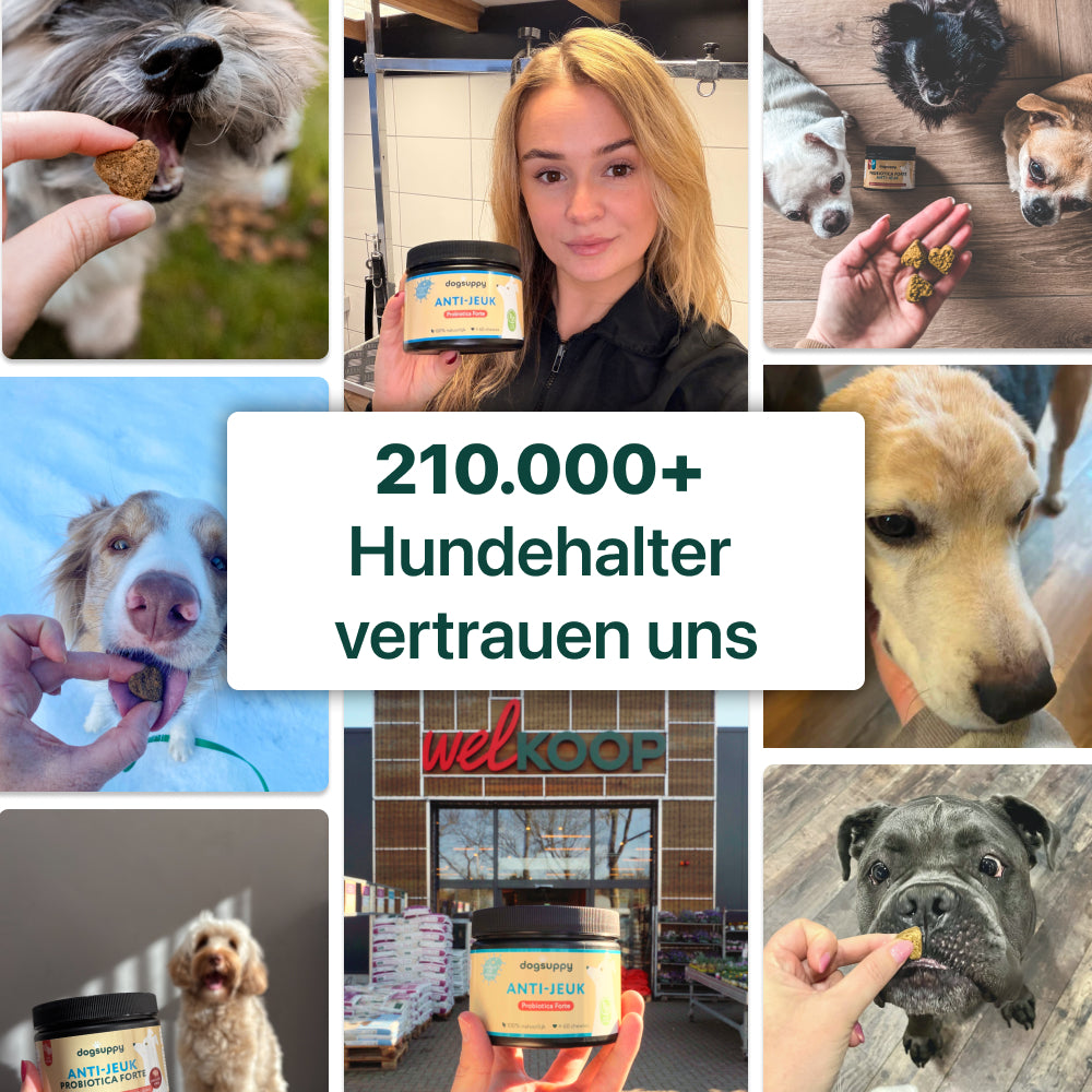 Juckreiz-Linderung Probiotika Forte 🌿 100% natürlich 🫙 60 Portionen