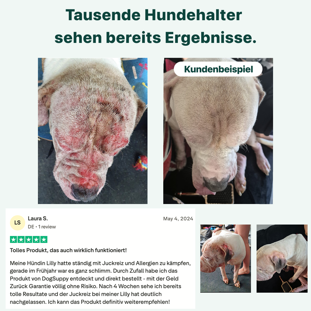 Juckreiz-Linderung Probiotika Forte 🌿 100% natürlich 🫙 60 Portionen